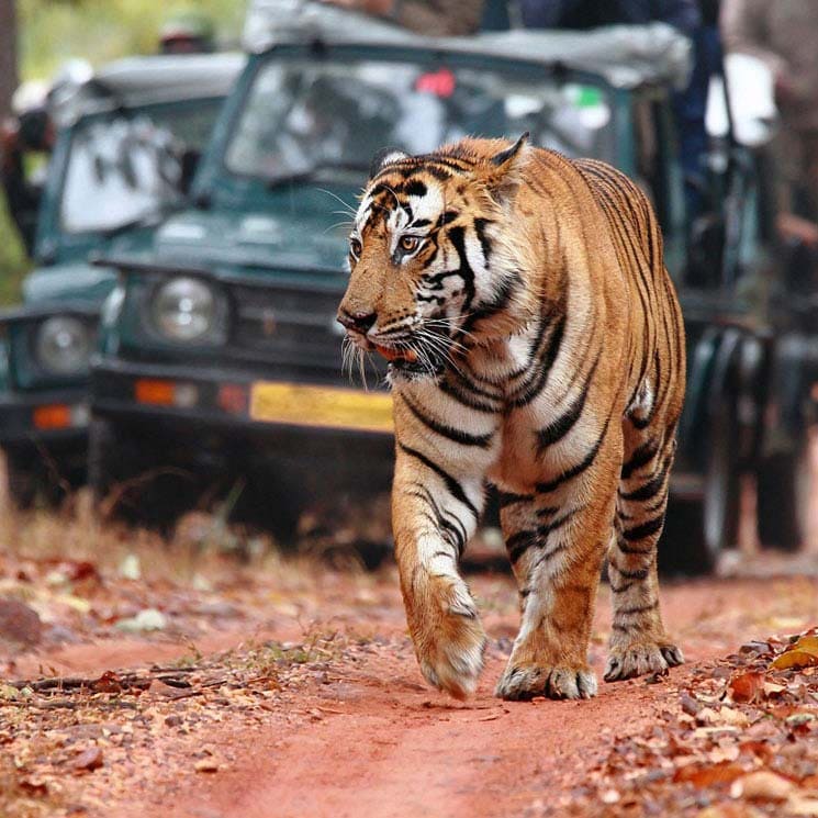 Ranthambore